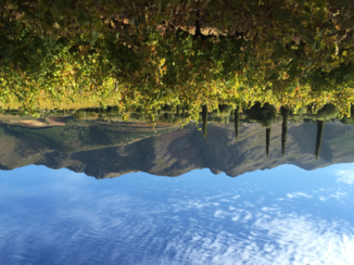 Zuid-Afrika - Franschhoek