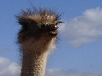 Zuid-Afrika - 1 van de ugly five