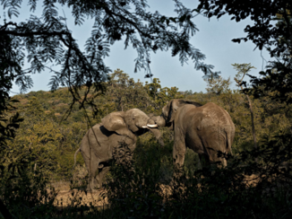 Zuid-Afrika - Olifanten opvang