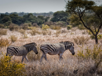 Zuid-Afrika - Krugerpark