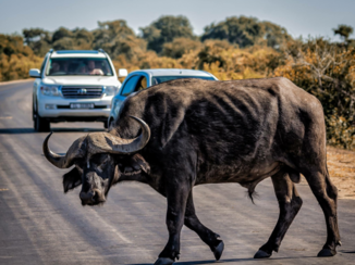 Zuid-Afrika - Krugerpark