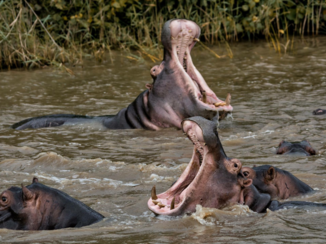 Zuid-Afrika - St Lucia