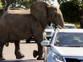 Zuid-Afrika - Krugerpark