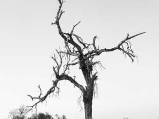 Zuid-Afrika - Resting Vulture
