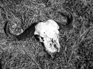 Zuid-Afrika - Buffalo Skull