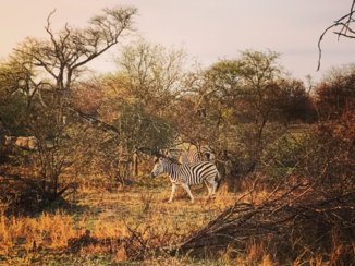 Zuid-Afrika - Sunset Zebra