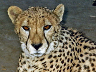 Zuid-Afrika - Chita in Outshoorn "Kain"