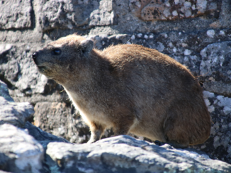 Kaapstad - Tafelberg Kaapstad