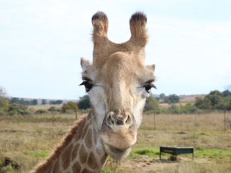 Kaapstad - Pilanesberg