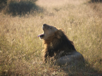 Kaapstad - Pilanesberg