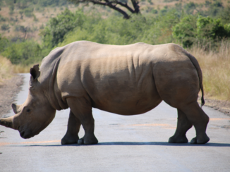 Kaapstad - Pilanesberg