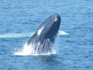 Zuid-Afrika - Hermanus