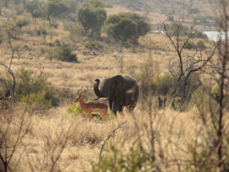 Pilanesberg National Park