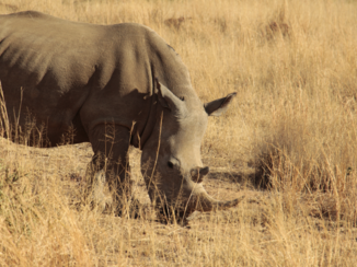 Pilanesberg National Park