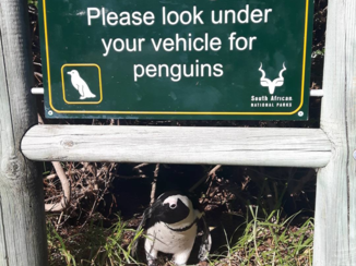 Zuid-Afrika - Do like a penguin and have a look before your leave!