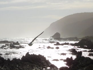 Zuid-Afrika - Tsitsikamma national park