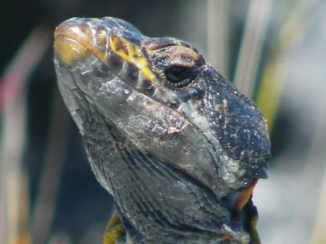 Zuid-Afrika - Salamander Tafelberg