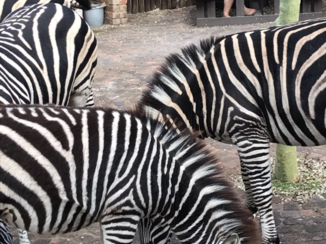 Zuid-Afrika - Vakantiehuis Mhofu Marloth Park