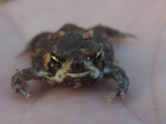 Zuid-Afrika - Rain frog