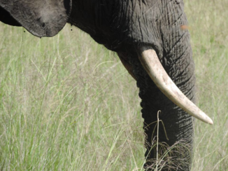 Zuid-Afrika - Olifant