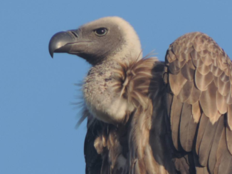 Zuid-Afrika - White backed vulture