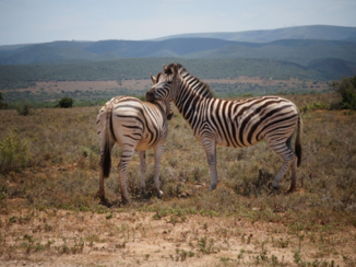 Zuid-Afrika - Verliefd zebra stelletje