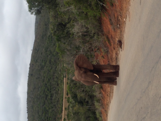 Zuid-Afrika - Olifant