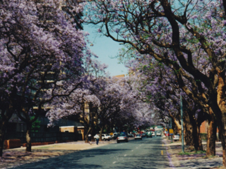 Rondreis van Johannesburg naar Kaapstad - Jacaranda in Pretoria
