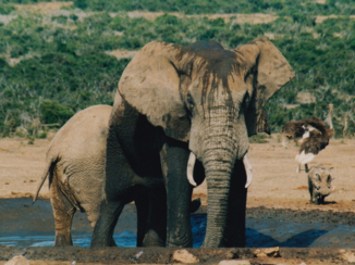 Rondreis van Johannesburg naar Kaapstad - Addo Elephant NP