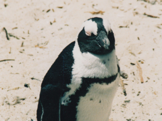 Rondreis van Johannesburg naar Kaapstad - Boulders Beach