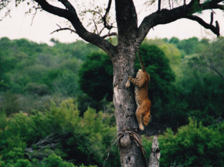Rondreis van Johannesburg naar Kaapstad - Ochtendsafari in Kruger NP