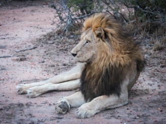 Zuid-Afrika - Koning van de jungle