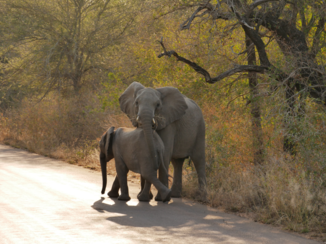 Zuid-Afrika - Olifanten in Krugerpark