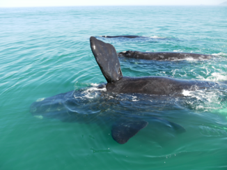 Zuid-Afrika - Walvistocht bij Hermanus