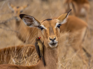 Zuid-Afrika - Vrienden voor heel even