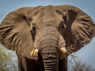 Zuid-Afrika - In de aanval
