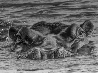 Zuid-Afrika - Ik houd je in de gaten