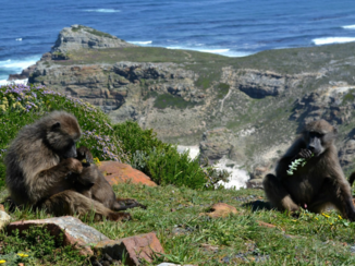 Zuid-Afrika - Kaapse Baboons