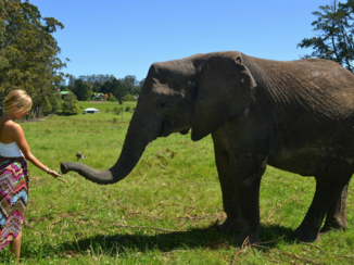 Zuid-Afrika - Lieve olifanten