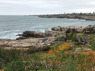 Zuid-Afrika - Hermanus