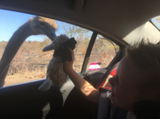 Zuid-Afrika - Krugerpark