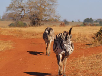 Zuid-Afrika - Swaziland