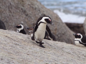 Zuid-Afrika - Boulders Beach