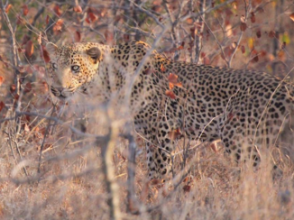 Zuid-Afrika - Kruger park