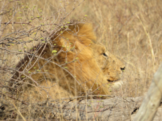 Zuid-Afrika - De leeuw.