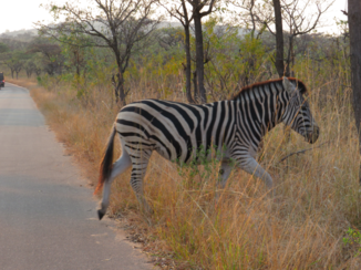Zuid-Afrika - Zeebra