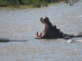Zuid-Afrika - Nijlpaard