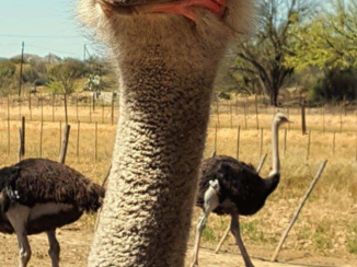 Rondreis van Johannesburg naar Kaapstad - Nieuwschierig