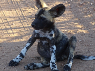 Rondreis Zuid-Afrika in drie weken - Wilde hond pup
