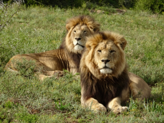 Zuid-Afrika - Leeuwen